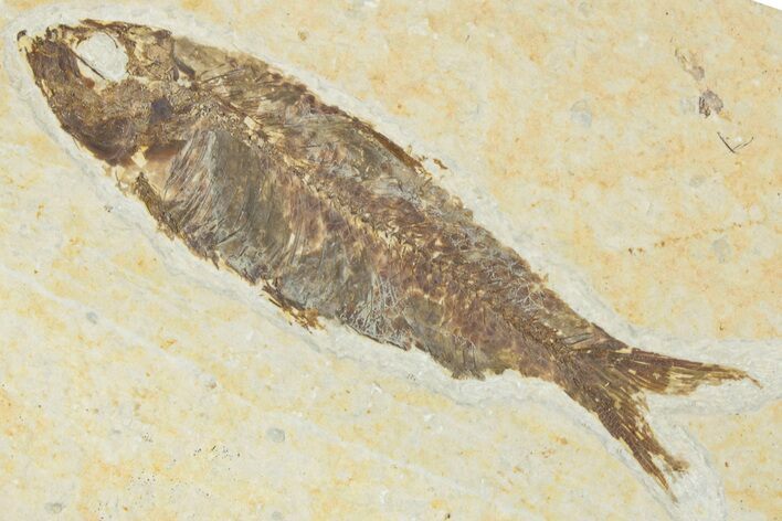 Detailed Fossil Fish (Knightia) - Wyoming #354078